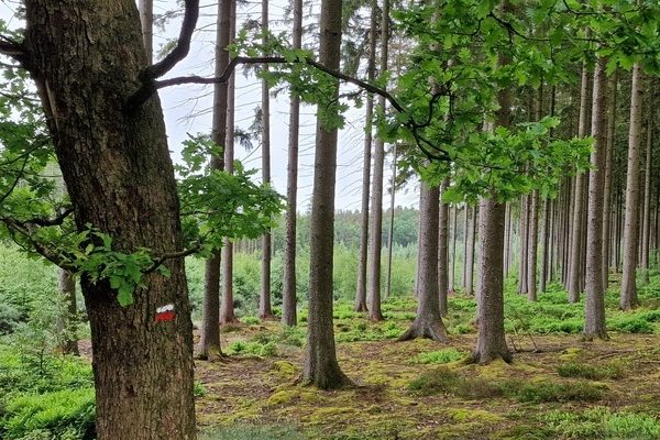 Foret Ouren